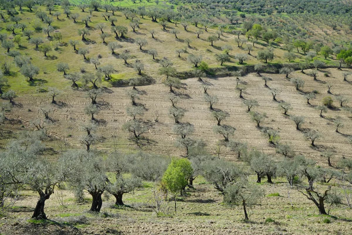 Champs d'oliviers en Provence