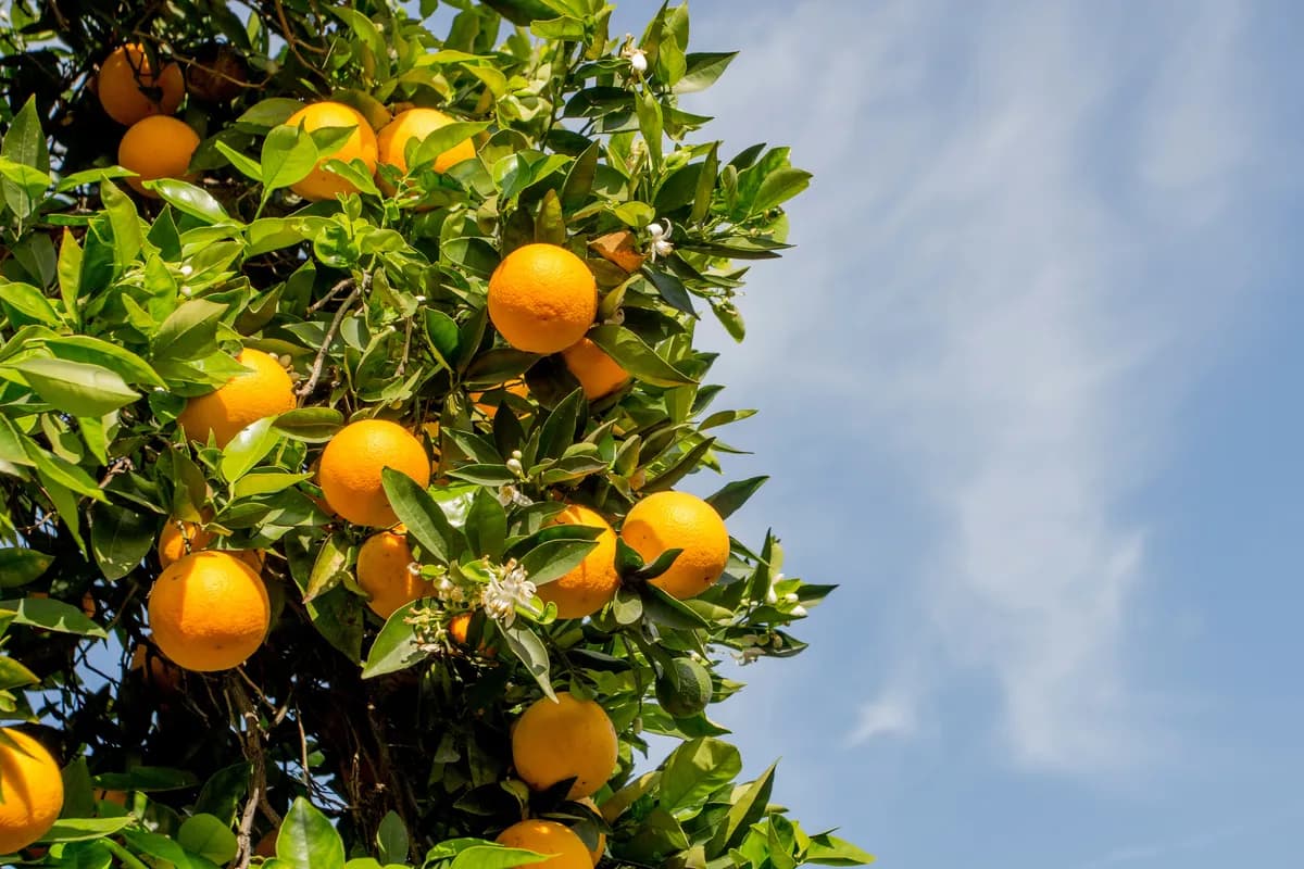 Pâtes de fruits aux agrumes